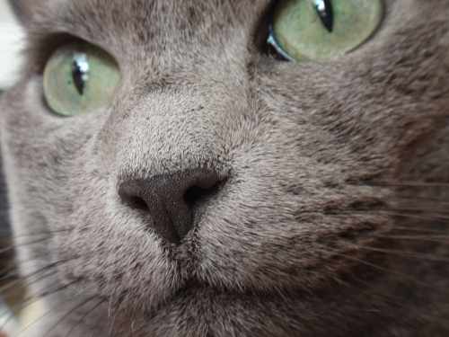 Portraitaufnahme von bella Babou, Russisch Blau Katze