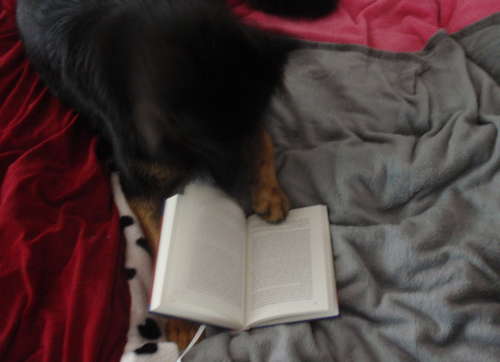 Hundi ist am lesen