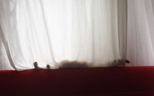 Katzi aufm Sofa